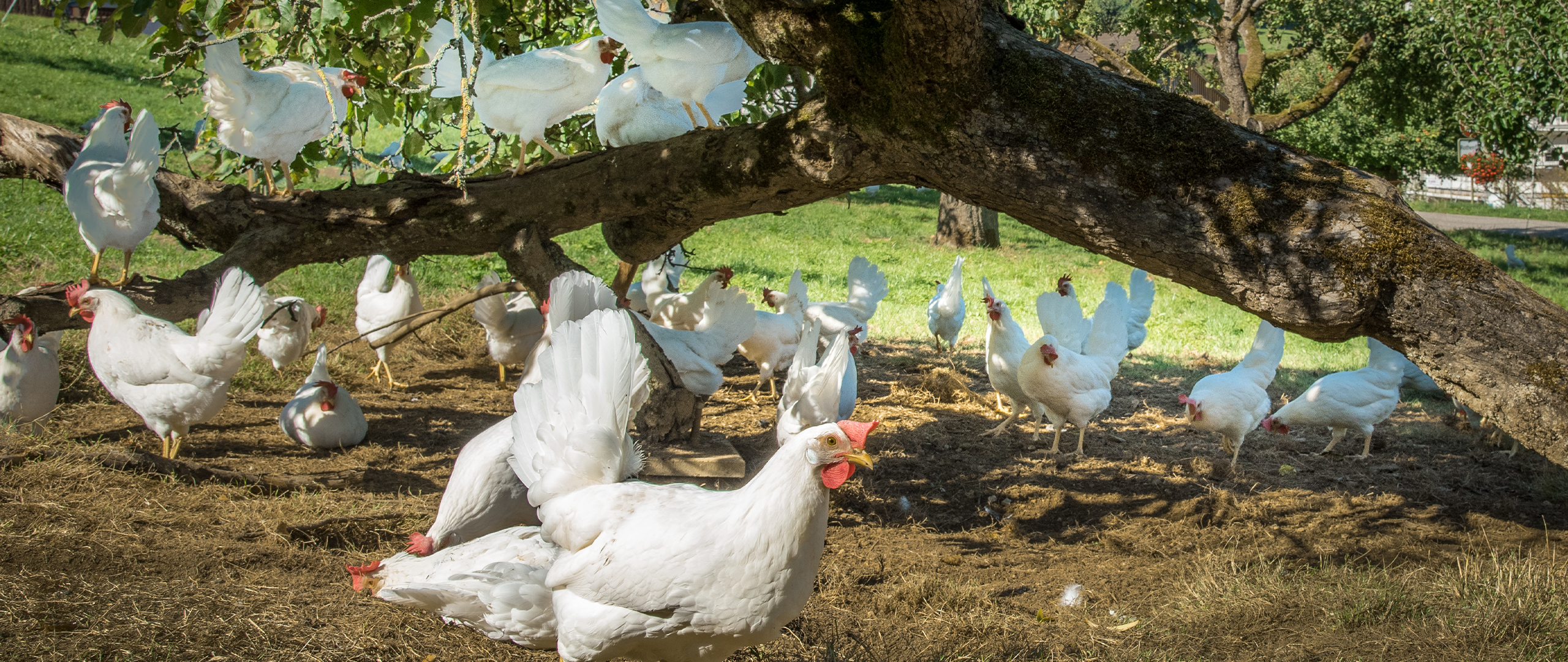 Hitzestress bei Hühnern Hitzestress bei Hühnern